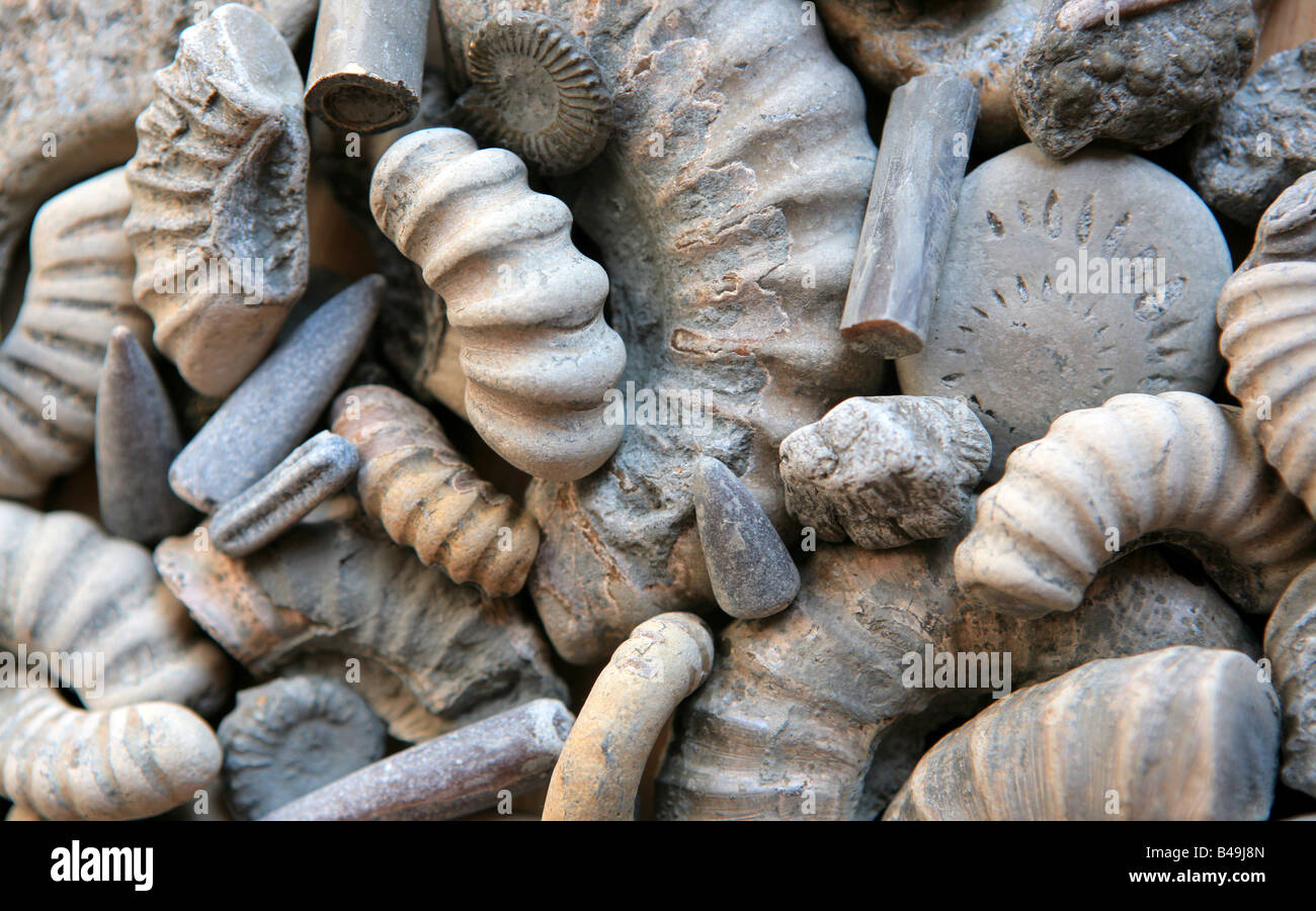 Fossils including ammonites and belamites collected on the beach at Seatown, Dorset, England. Stock Photo