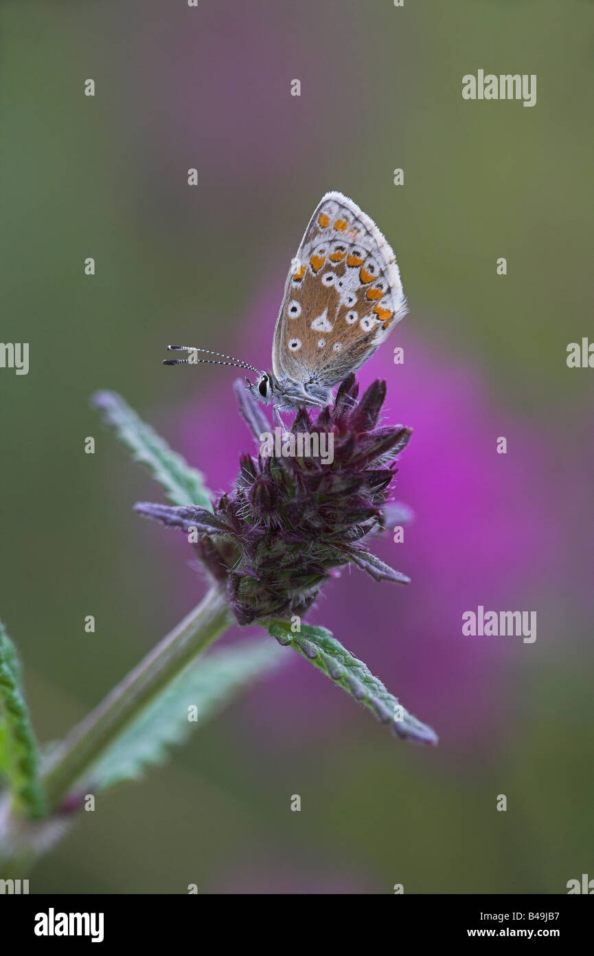 Northern Brown Argus Aricia artaxerxes roosting on Betony at Arnside Knott, Cumbria in July. Stock Photo