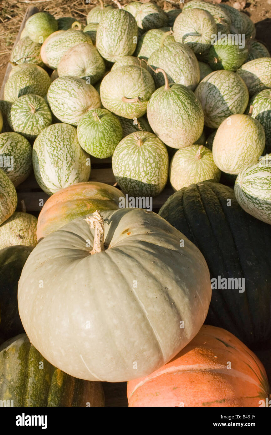 Pile of pumpkins and Cucurbita ficifolias or: Malabar Gourd, Siam Gourd, chilacayote, chiverre, fig-leaved gourd, Malabar gourd. Stock Photo