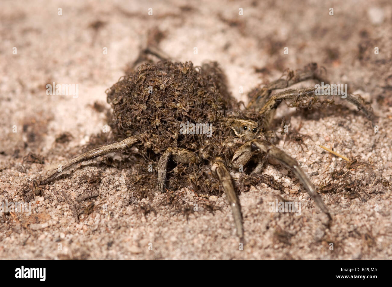 Australian wolf spider female carrying young on her back Stock Photo