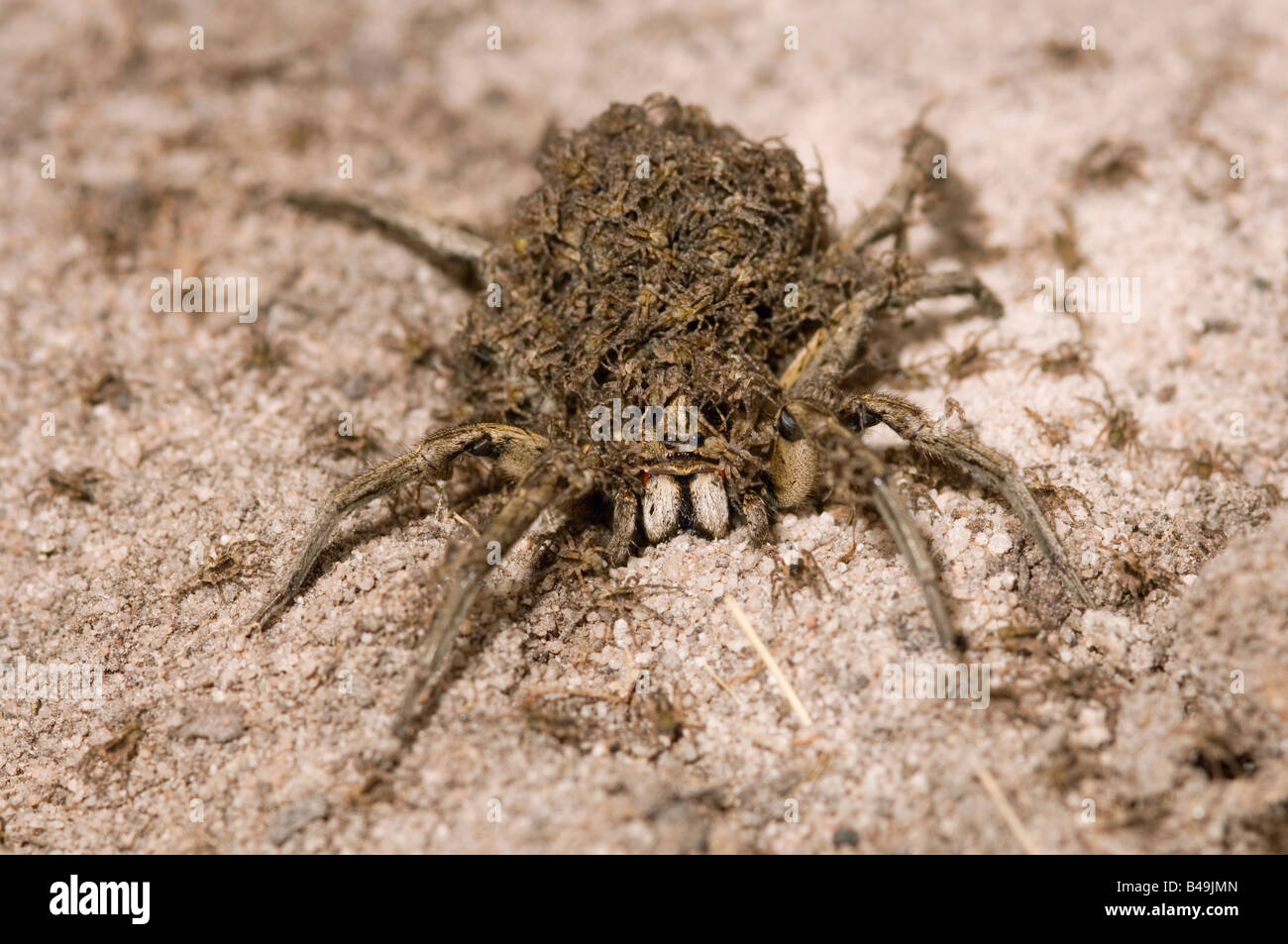 Australian wolf spider female carrying young on her back Stock Photo