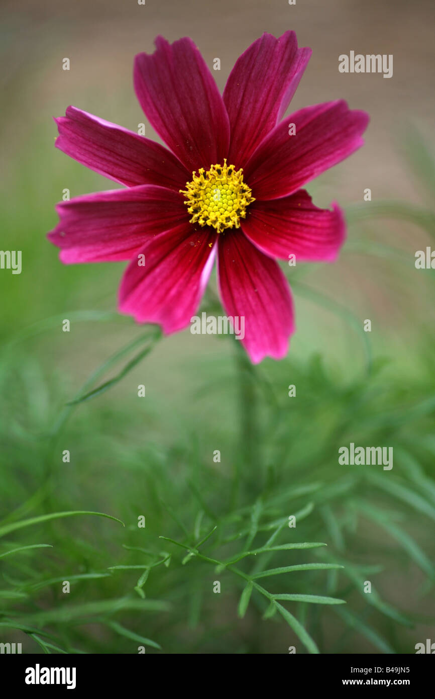 Dark pink cosmos hi-res stock photography and images - Alamy