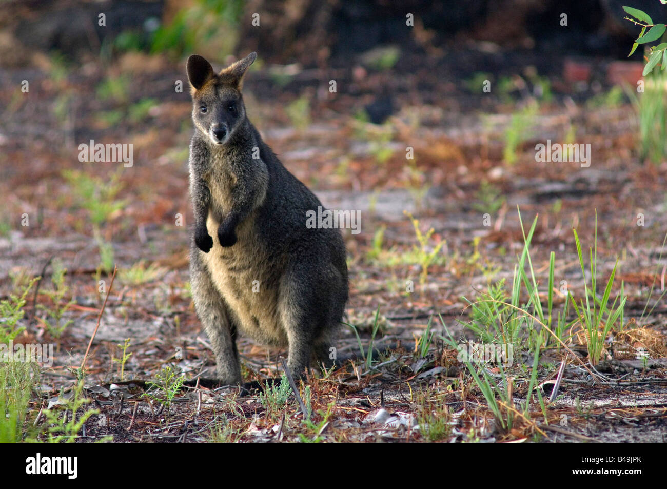 Black-tailed swamp wallaby feeding in garden Stock Photo