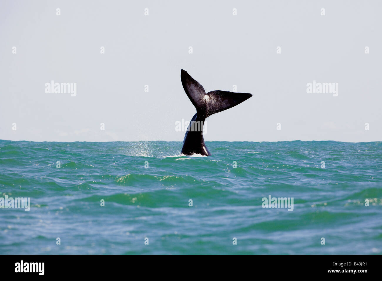 Southern Right Whale Stock Photo - Alamy