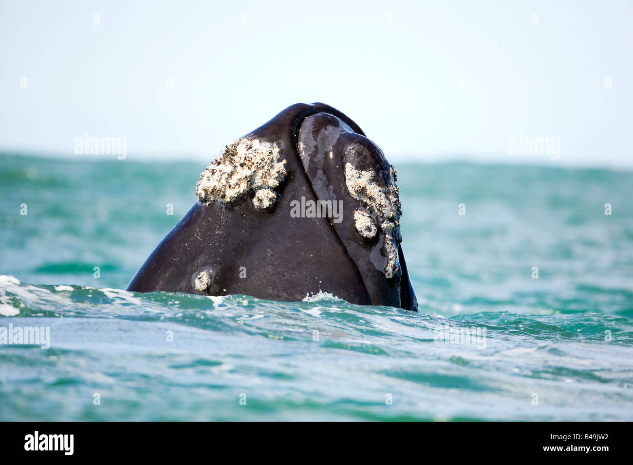Southern Right Whale Stock Photo - Alamy