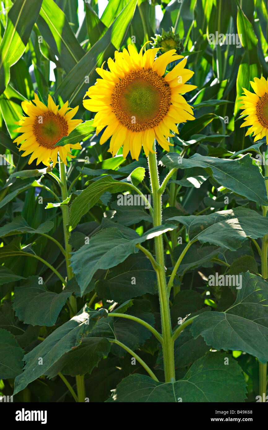 Tall face leaf leaves grow grown growing farm farming vertical hires