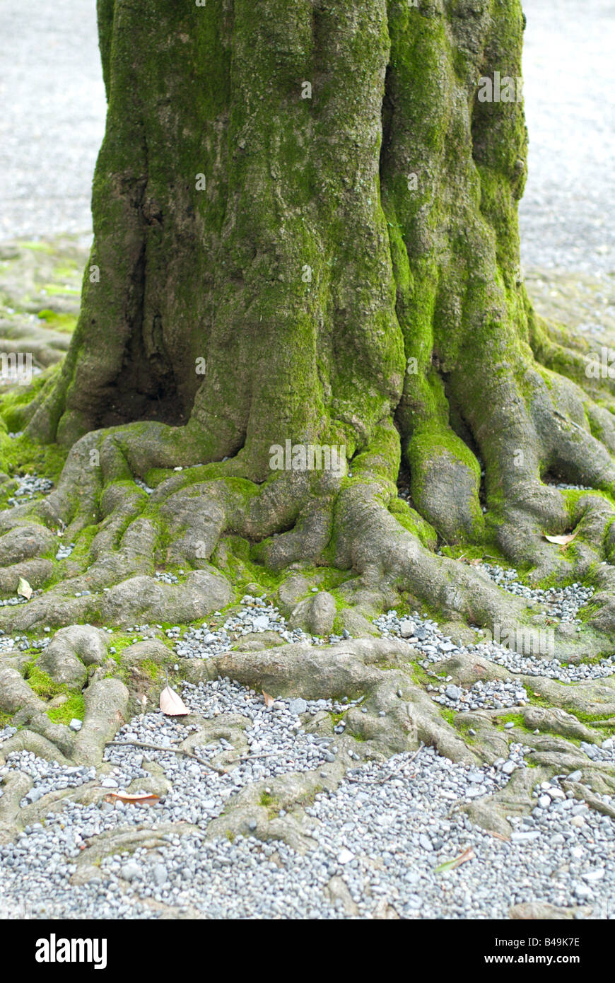 Detail of the mossy trunk and tangled roots of a tree at the Meji Jingu Shrine Tokyo Japan. Stock Photo