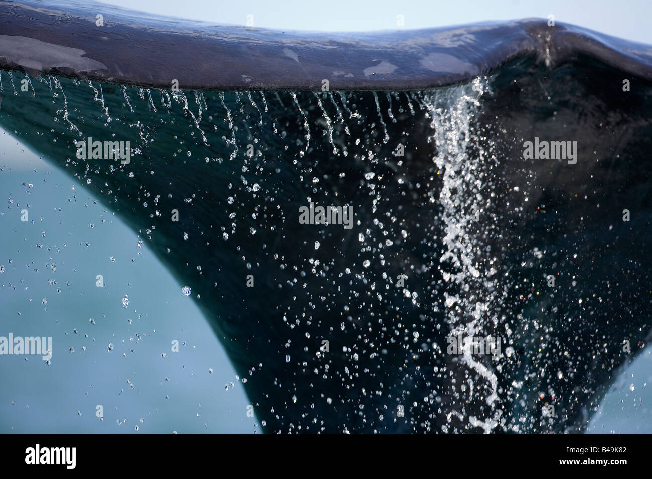 Southern Right Whale Stock Photo - Alamy