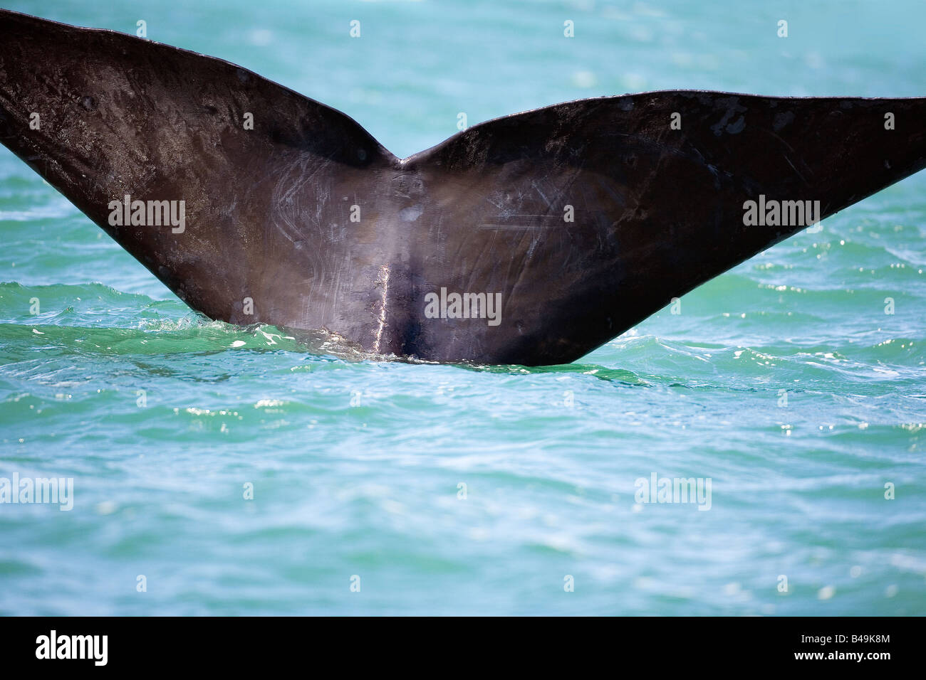 Southern Right Whale Stock Photo - Alamy