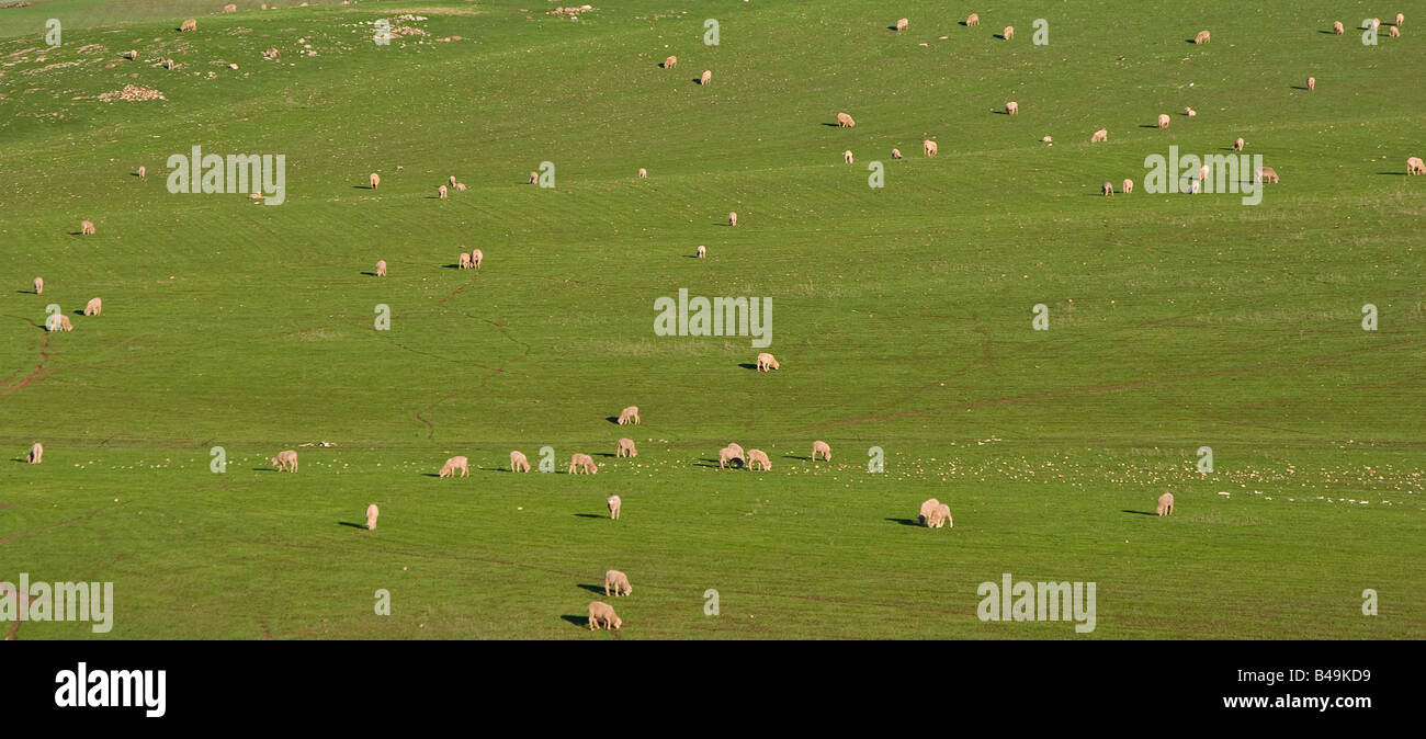 panoramic image of a herd of sheep in beautiful green field Stock Photo ...