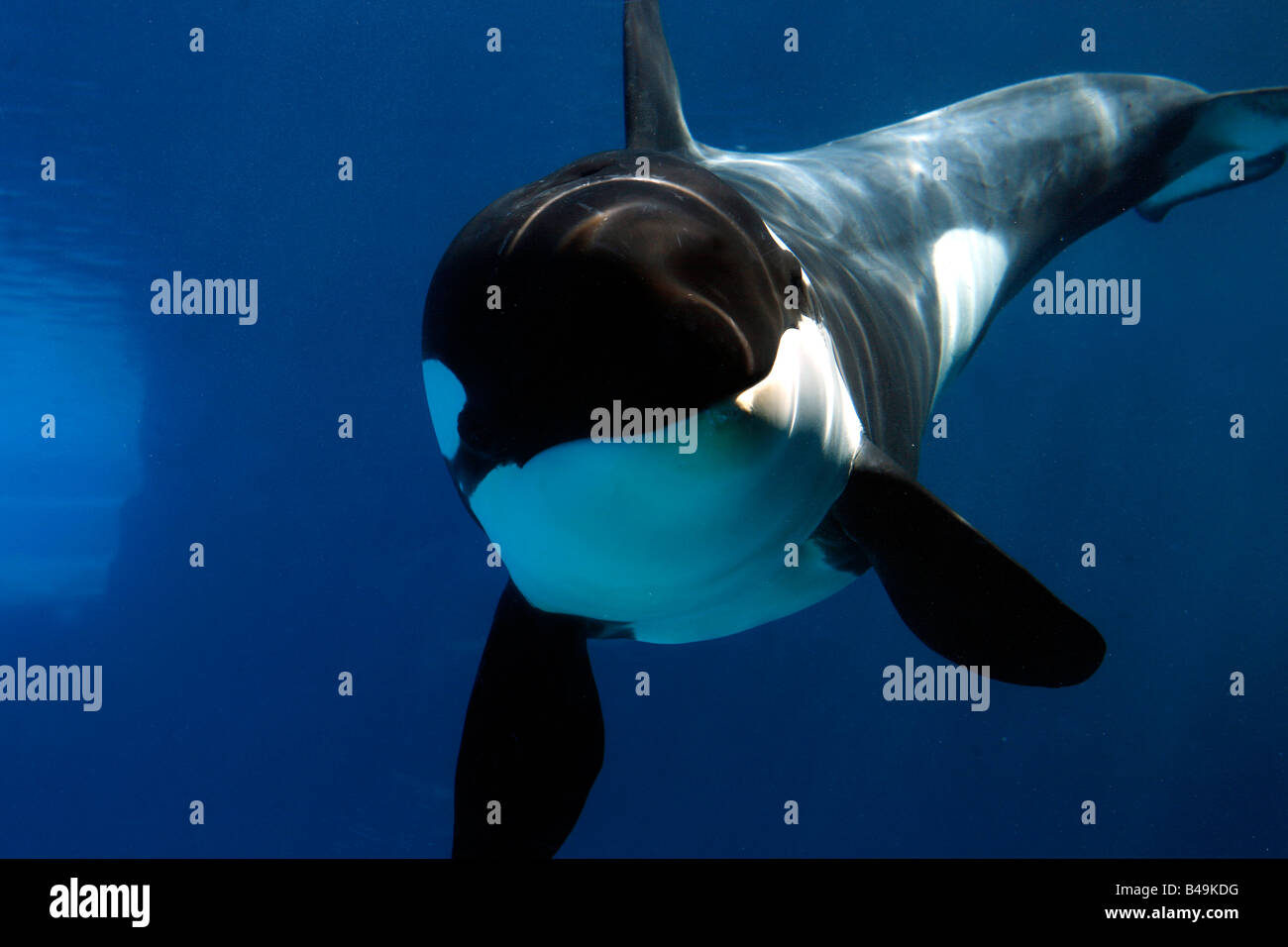Killer Whale checking out my camera under water Stock Photo