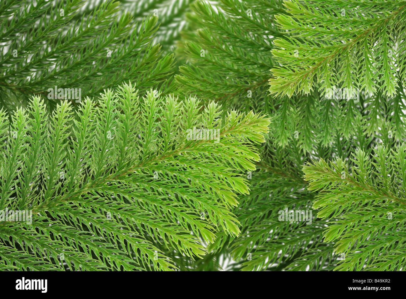 Evergreen coniferous leaves background Stock Photo