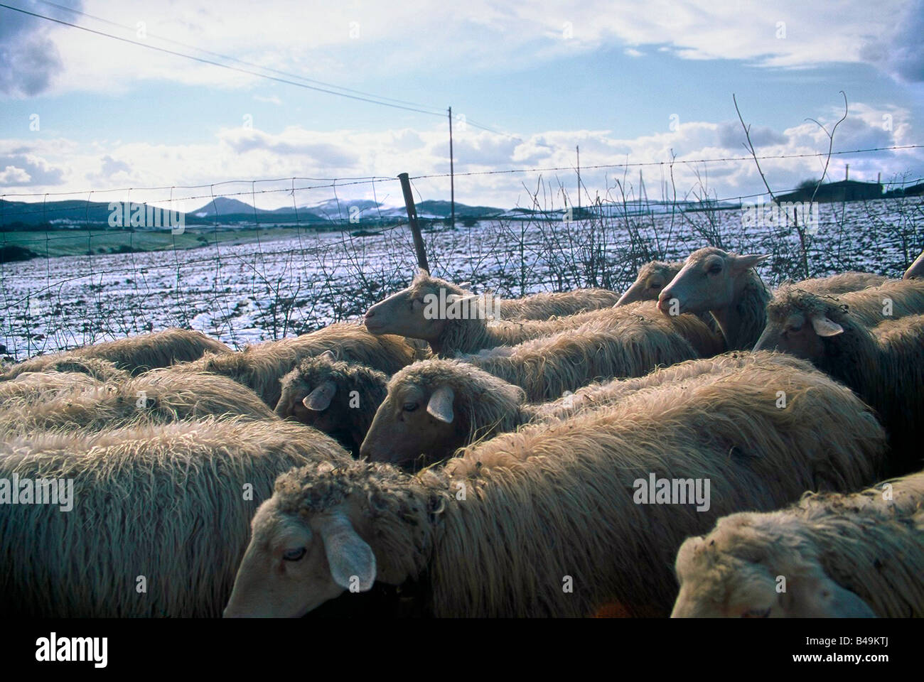 grazing sheeps Stock Photo