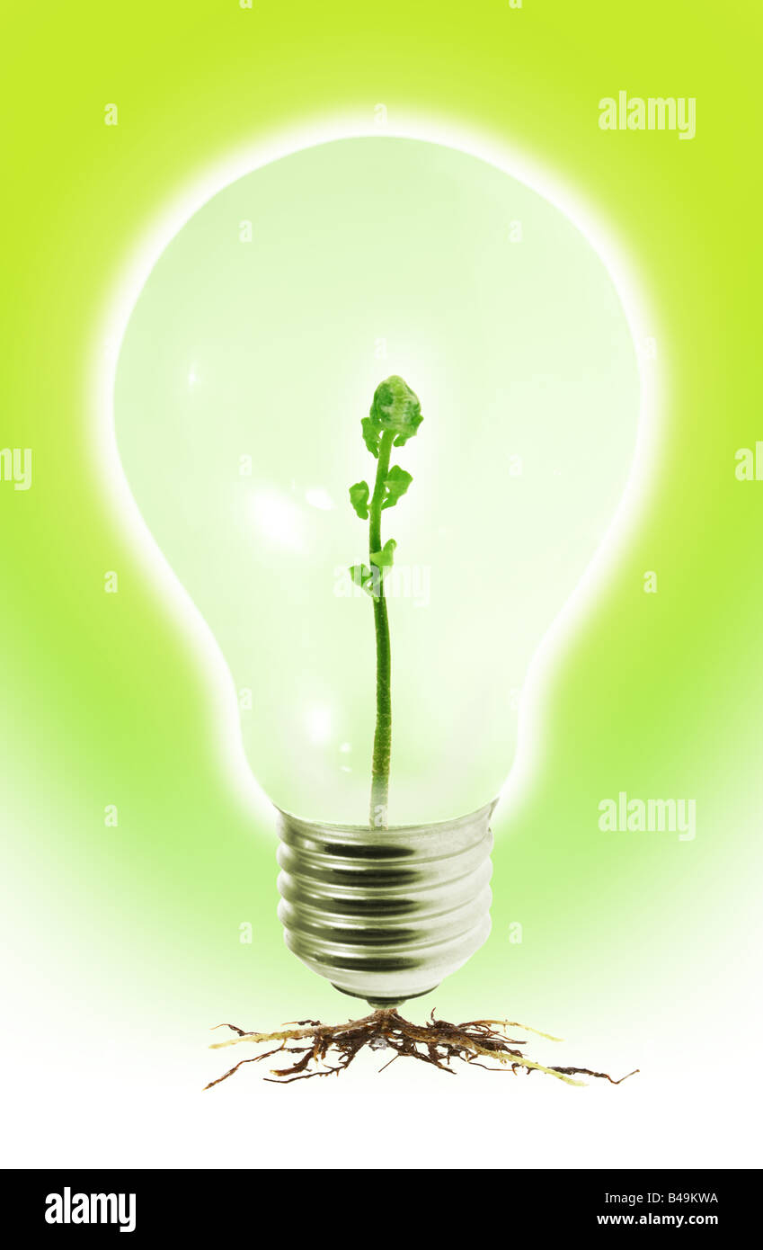 Young shoot growing in tungsten light bulb Stock Photo