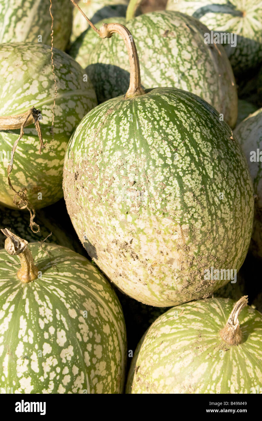 Pile of Cucurbita ficifolias or: Malabar Gourd, Siam Gourd, chilacayote, chiverre, fig-leaved gourd, Malabar gourd... Stock Photo