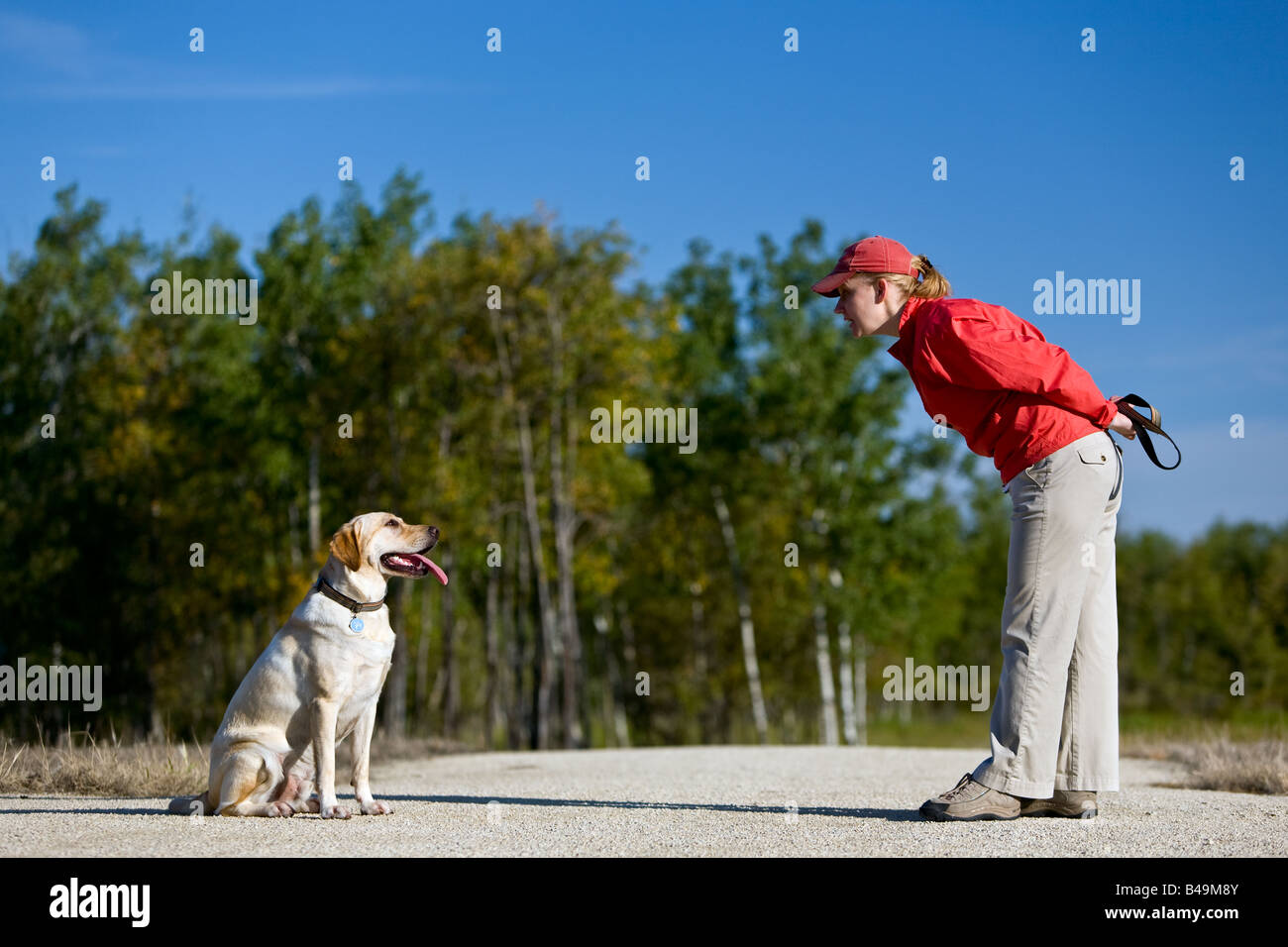 Woman training Yellow Labrador Retriever puppy to sit. Stock Photo
