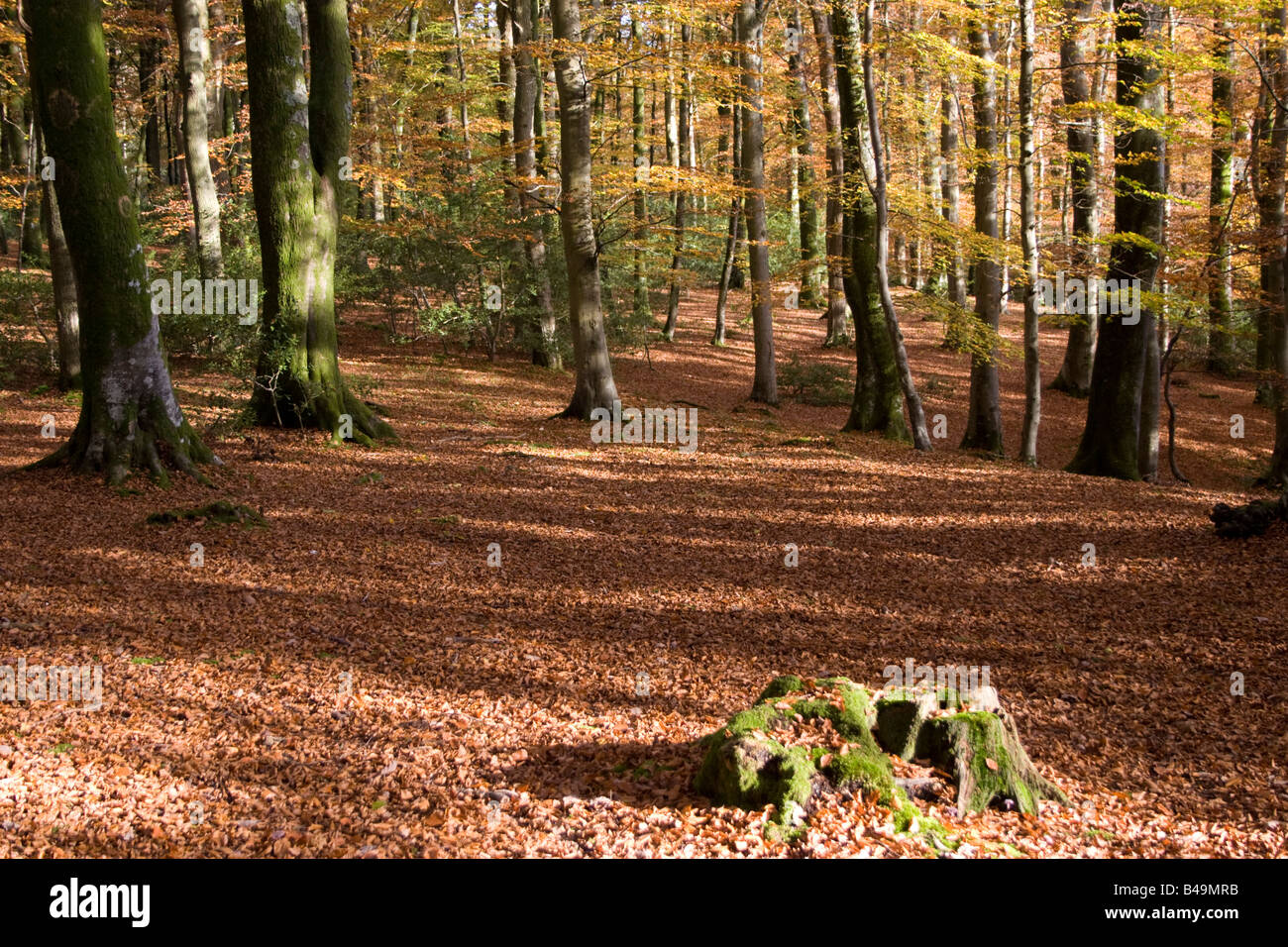Bramshaw, New Forest High Resolution Stock Photography and Images - Alamy