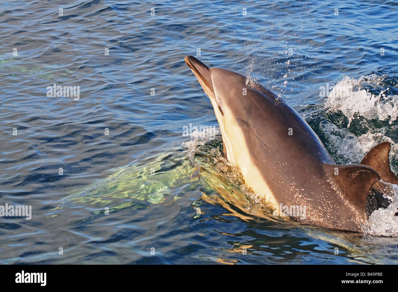 common dolphin delphinus delphis in european waters breaching Stock Photo