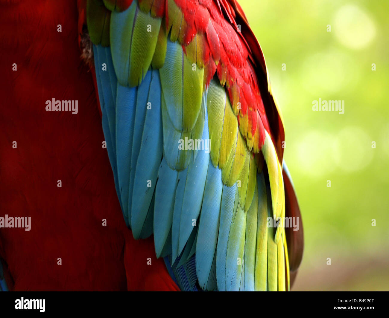 Macaw feathers macro hires stock photography and images Alamy