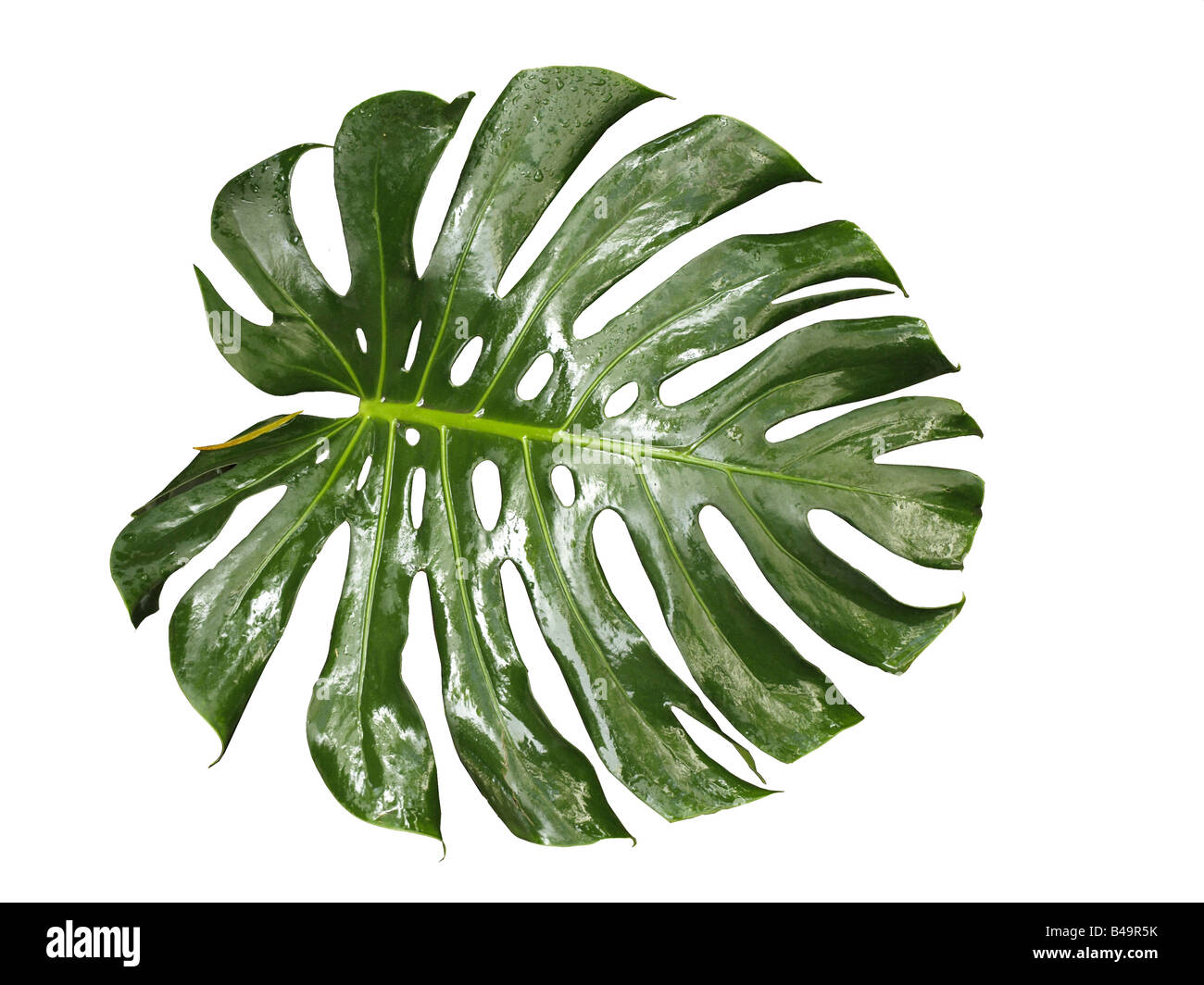 philodendron leaf, Monstera pertusum Stock Photo