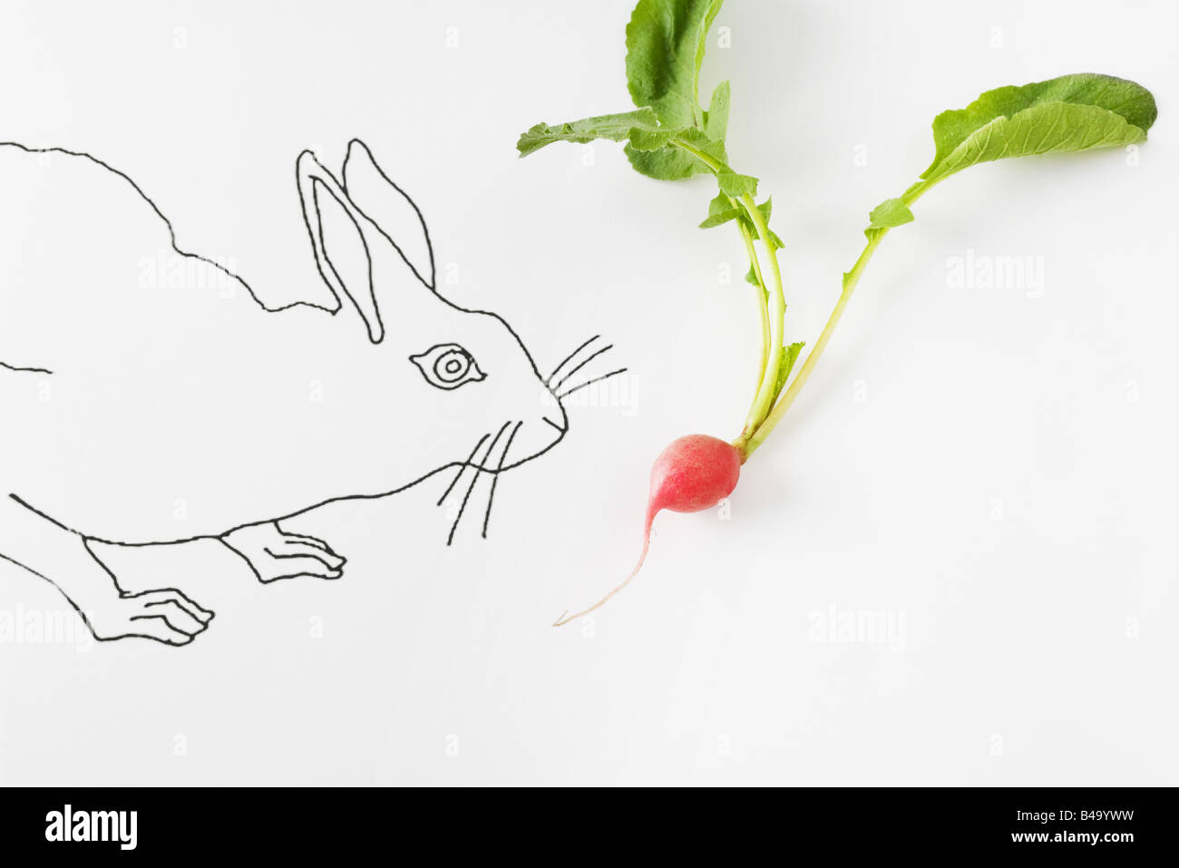 Radish Rabbit Drawing of rabbit smelling fresh radish Stock Photo - Alamy