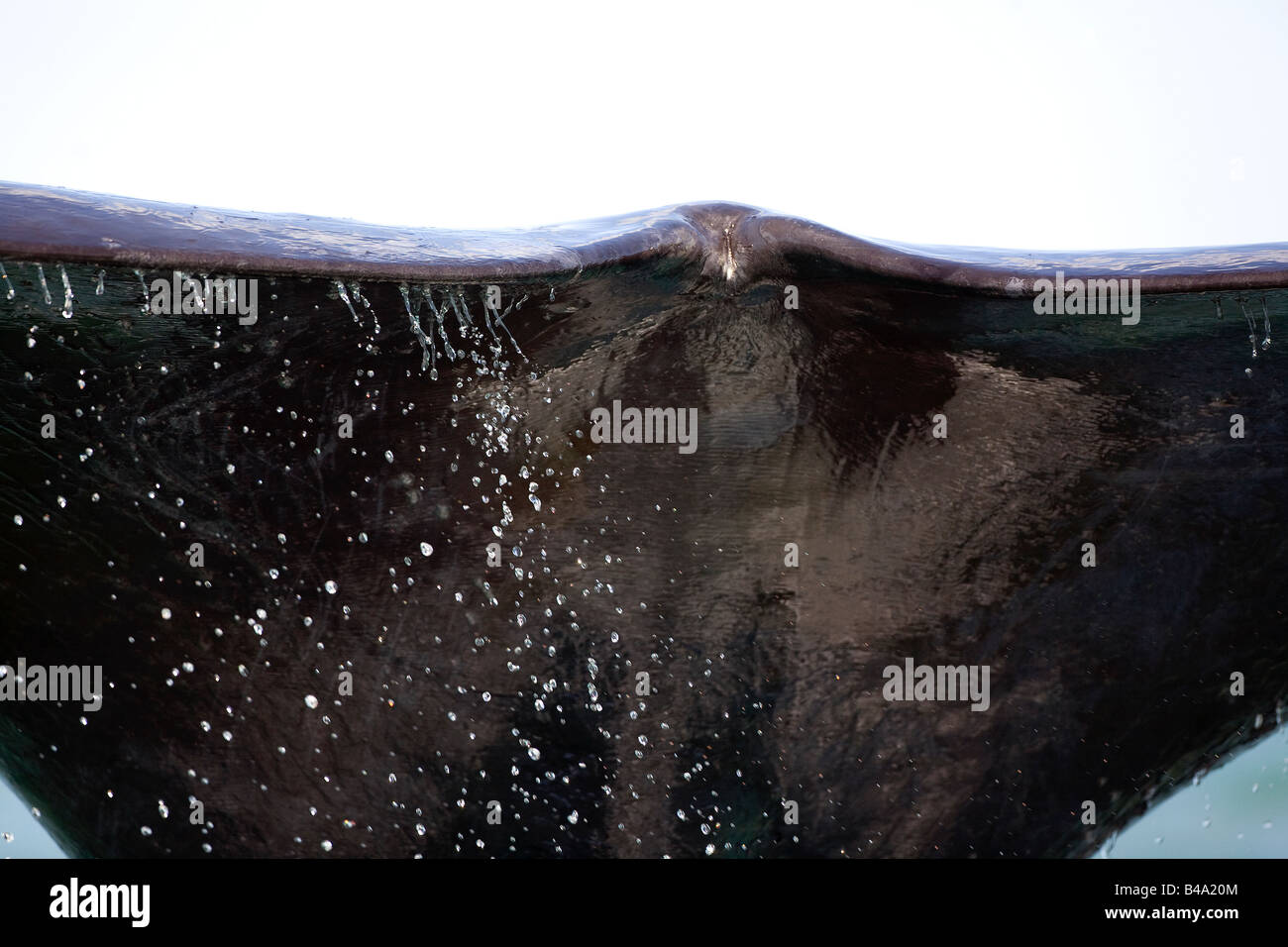 Tail of southern right whale hi-res stock photography and images - Alamy