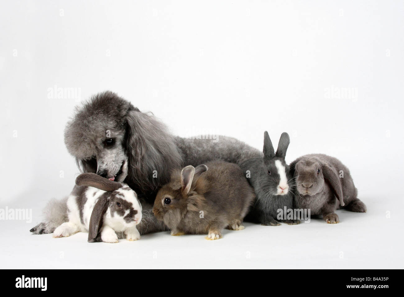 Minature Poodle silver with young Dwarf Rabbit Lion maned Dwarf Rabbit ...