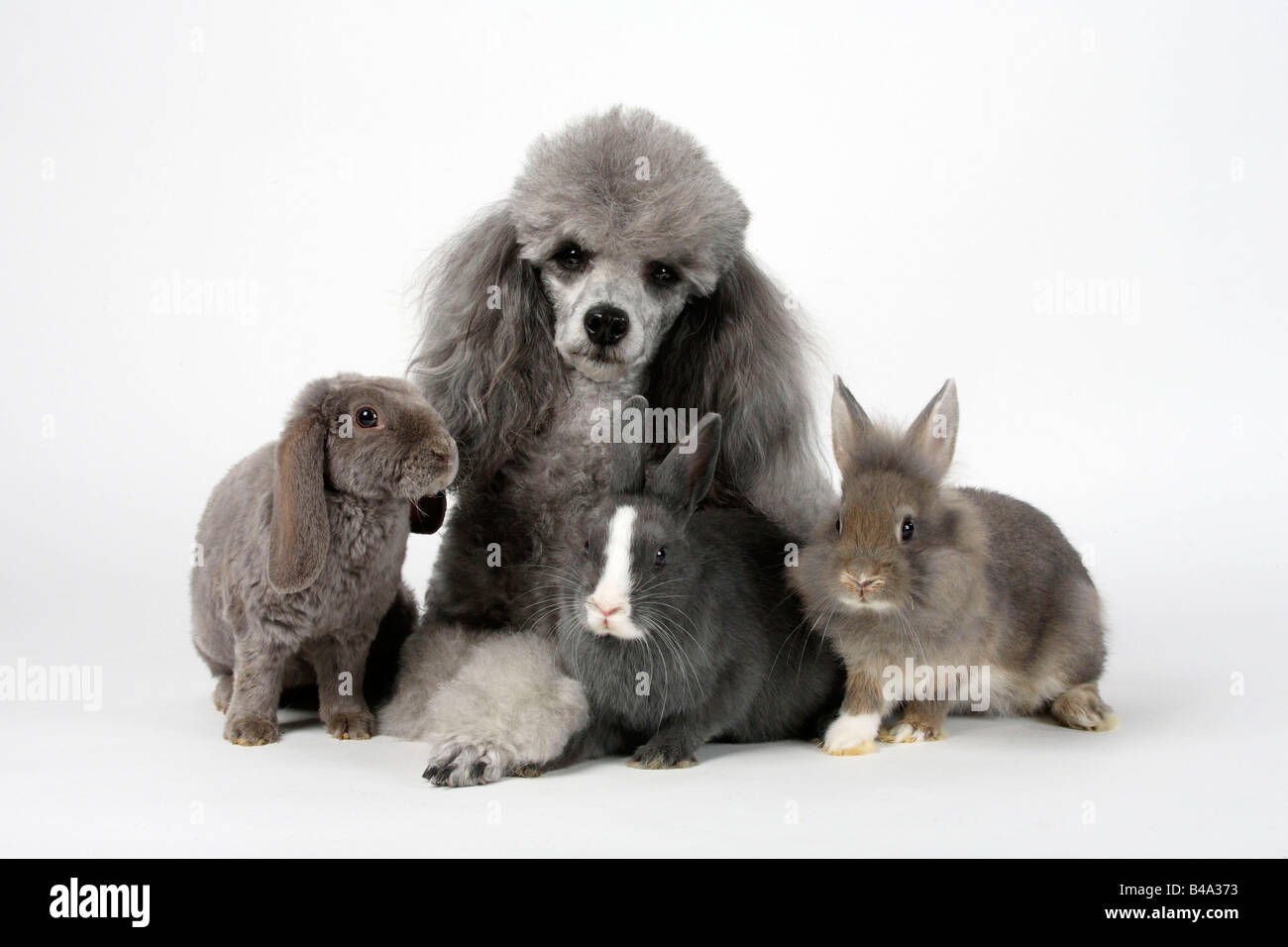 Minature Poodle silver with young Dwarf Rabbit Lion maned Dwarf Rabbit ...
