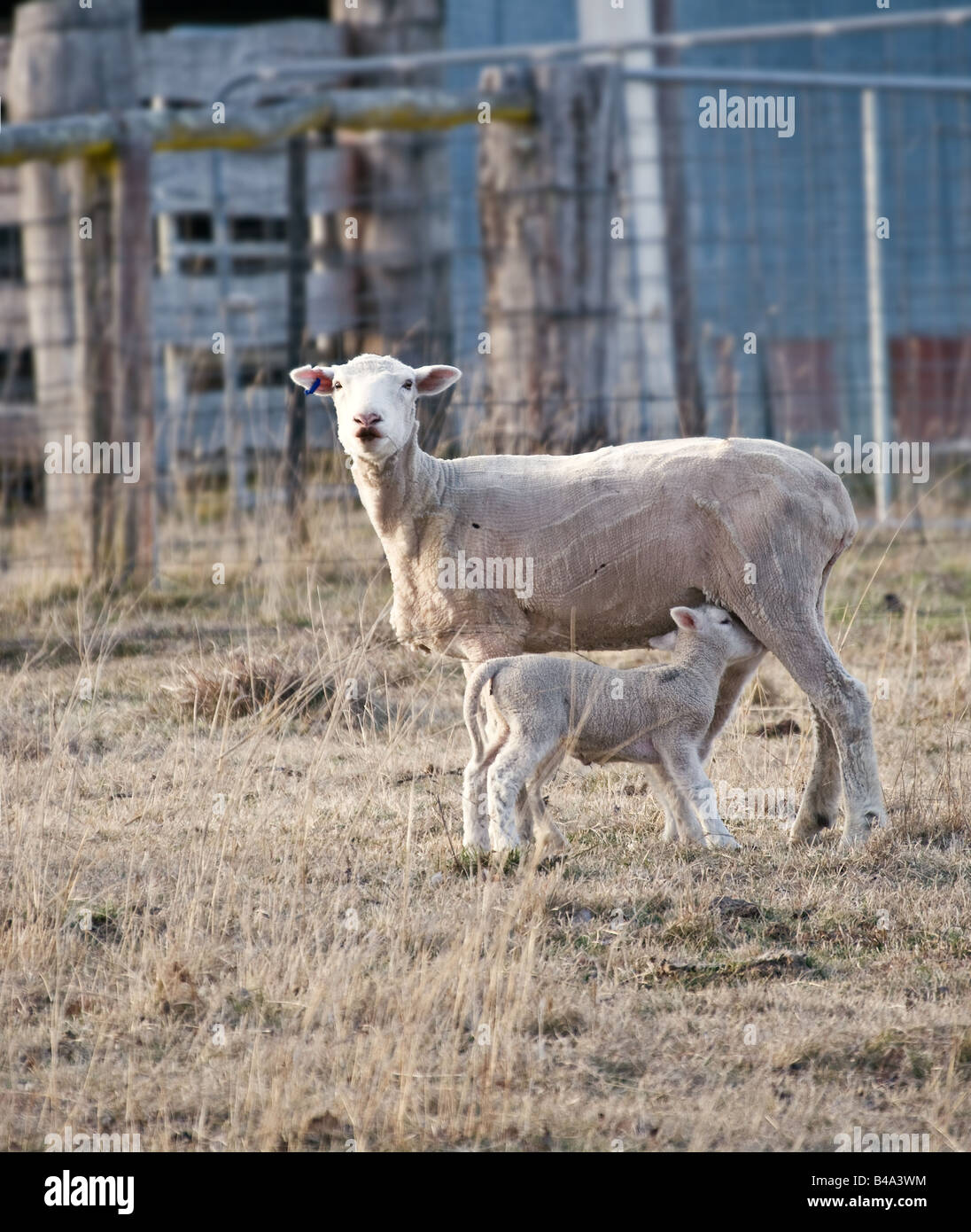 a young lamb getting a drink from its mother Stock Photo - Alamy