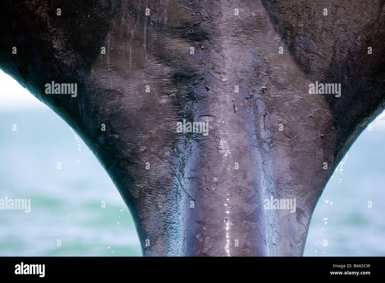 Southern Right Whale Stock Photo - Alamy