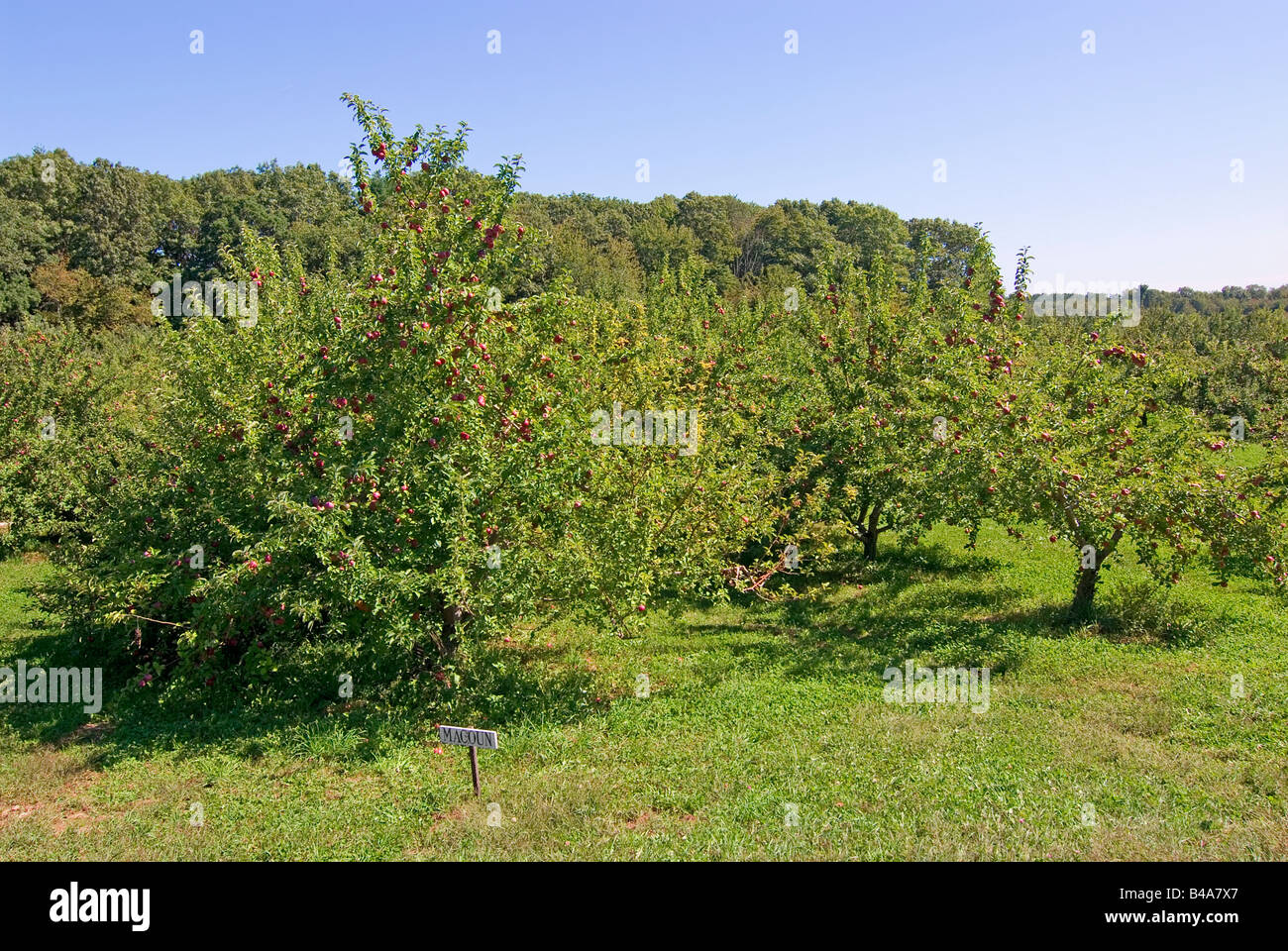 A New England apple orchard at full bloom Stock Photo Alamy