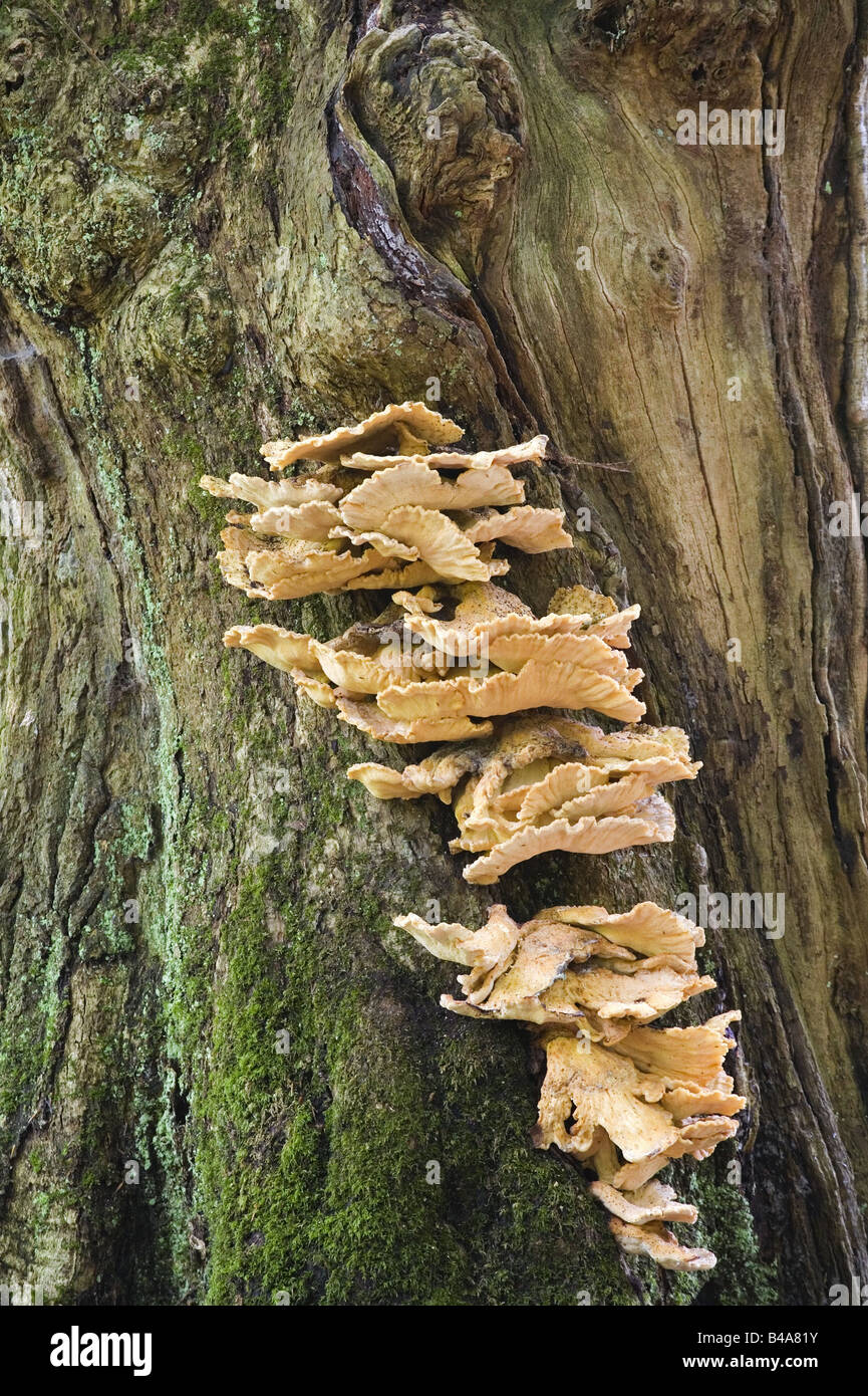 botany, fungi, Sulphur Polypore, (Laetiporus sulphureus), at oak tree trunk, Hymenochaetaceae, Laetiporaceae, Sulphur mushroom, "chicken of the wood", Boletus sphaerocephalus, Boletus sulphureus, Cerinomyces aurantiacus, Polyporus sulphureus, Additional-Rights-Clearance-Info-Not-Available Stock Photo