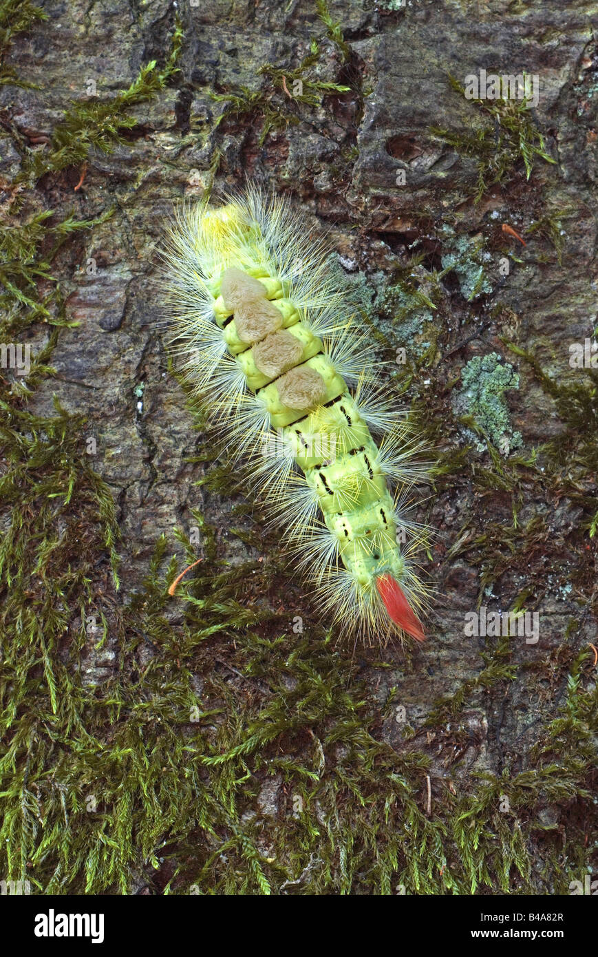 zoology / animals, insect, butterflies, Pale Tussock Moth, (Dasychira pudibunda), growth, caterpillar on bork, Nationalpark Jasmund Ruegen, Germany, distribution: Europe, Central Asia, Additional-Rights-Clearance-Info-Not-Available Stock Photo