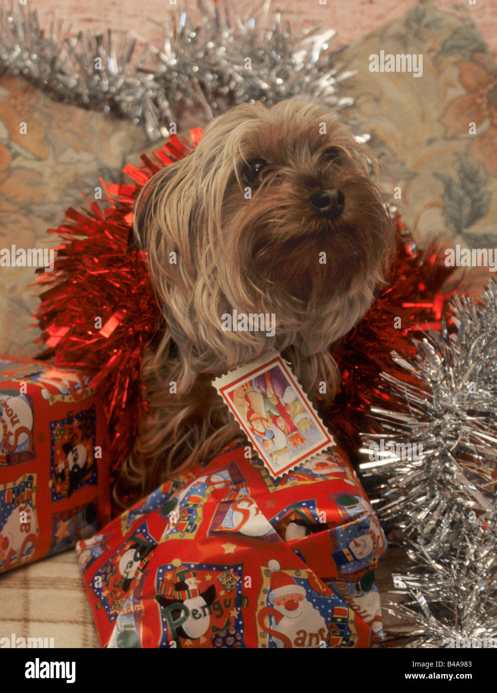 yorkshire terrier dog surrounded by lots of tinsel at Christmas time with plenty of presents Stock Photo