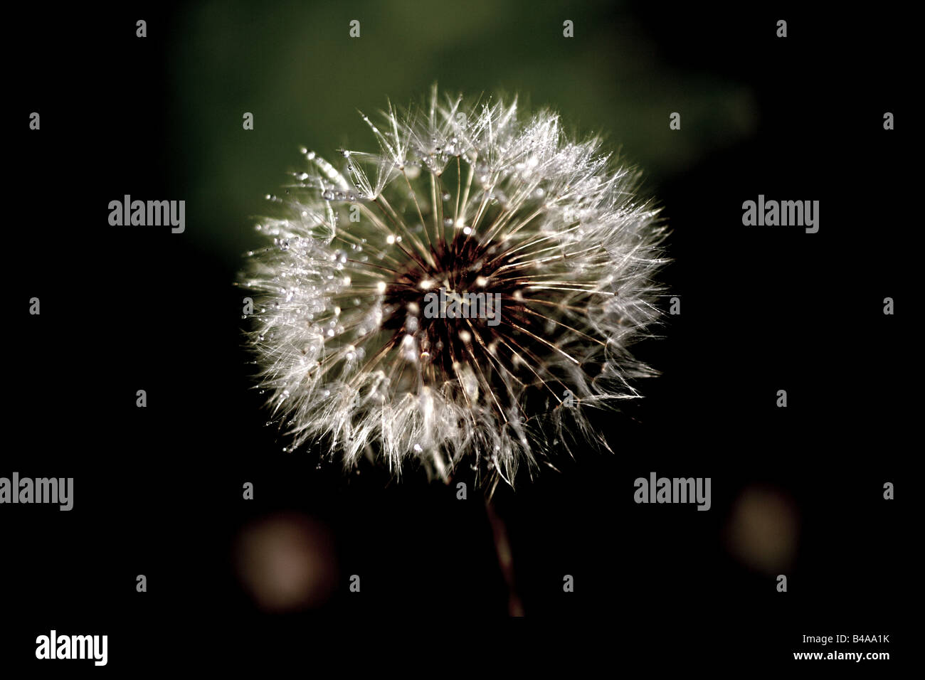 Dandelion shoots hi-res stock photography and images - Alamy
