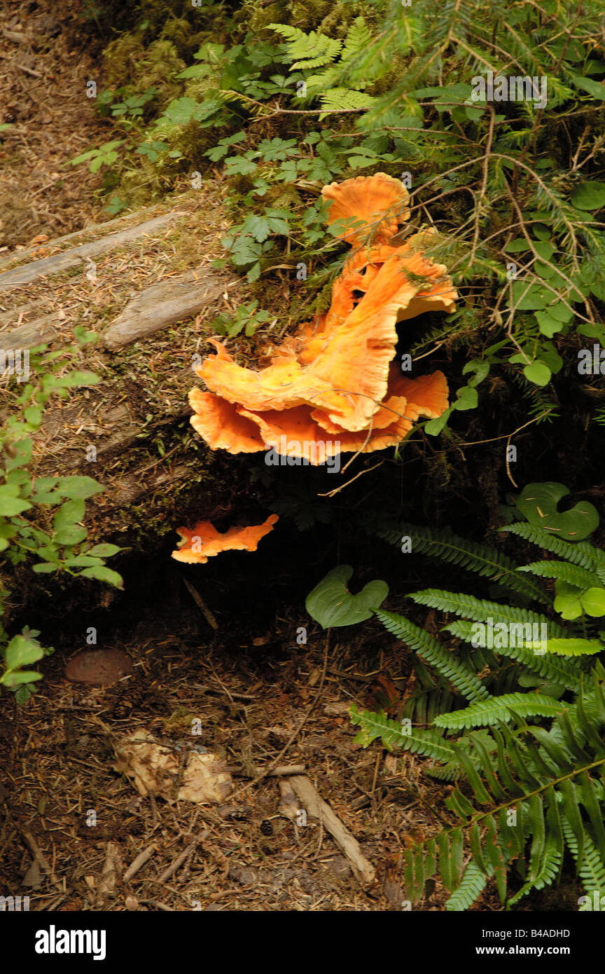 Fungus growing on a fallen tree in Hoh Rain Forest Olympic National ...