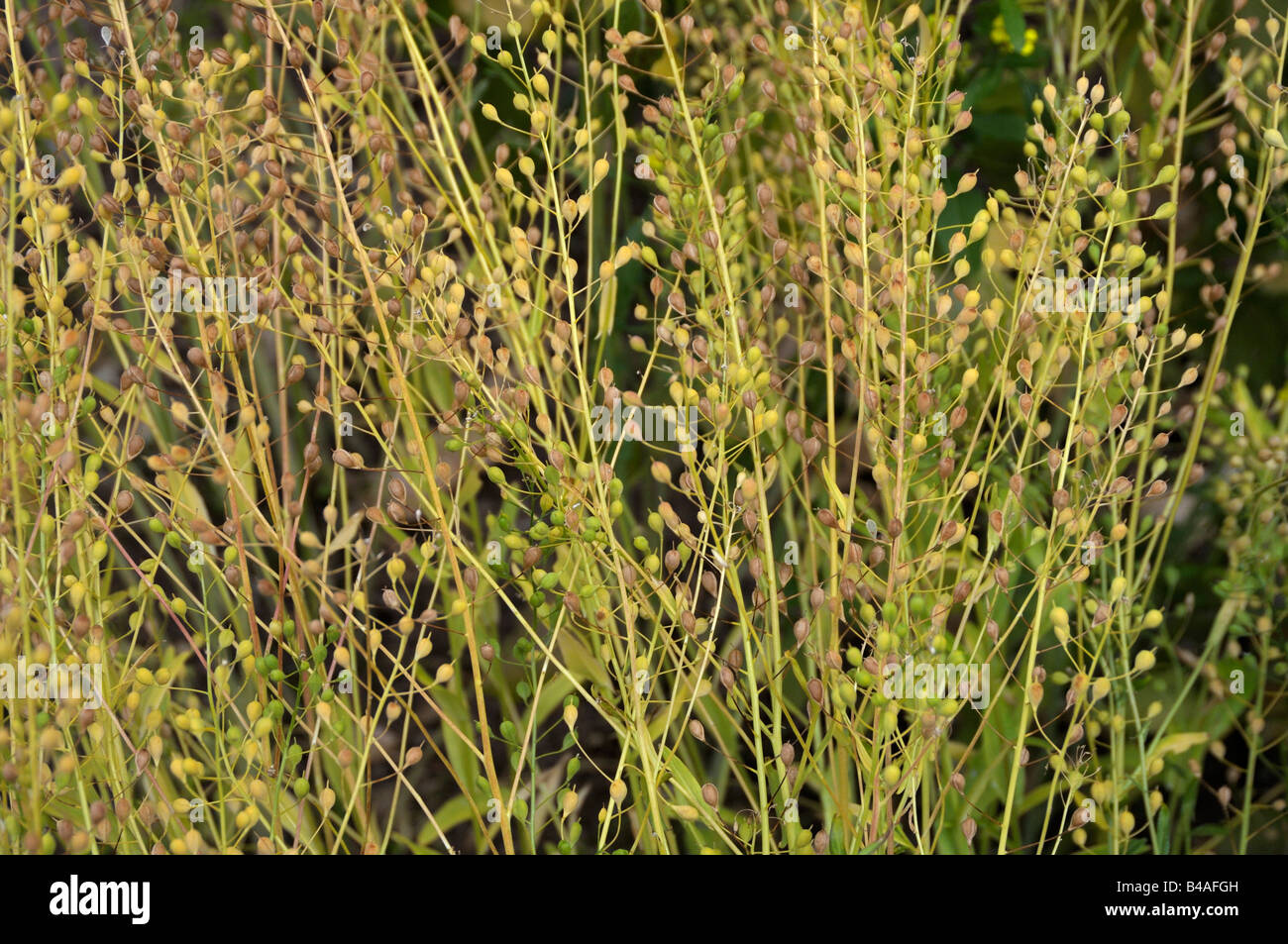 Wild Flax, Linseed Dodder (Camelina sativa), plants with seeds Stock Photo
