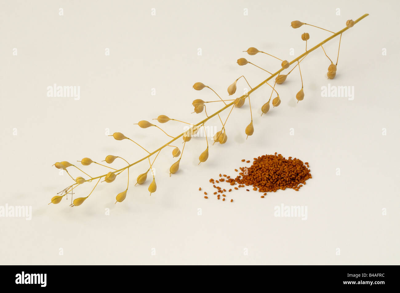 Wild Flax, Linseed Dodder (Camelina sativa), twig and seeds Stock Photo