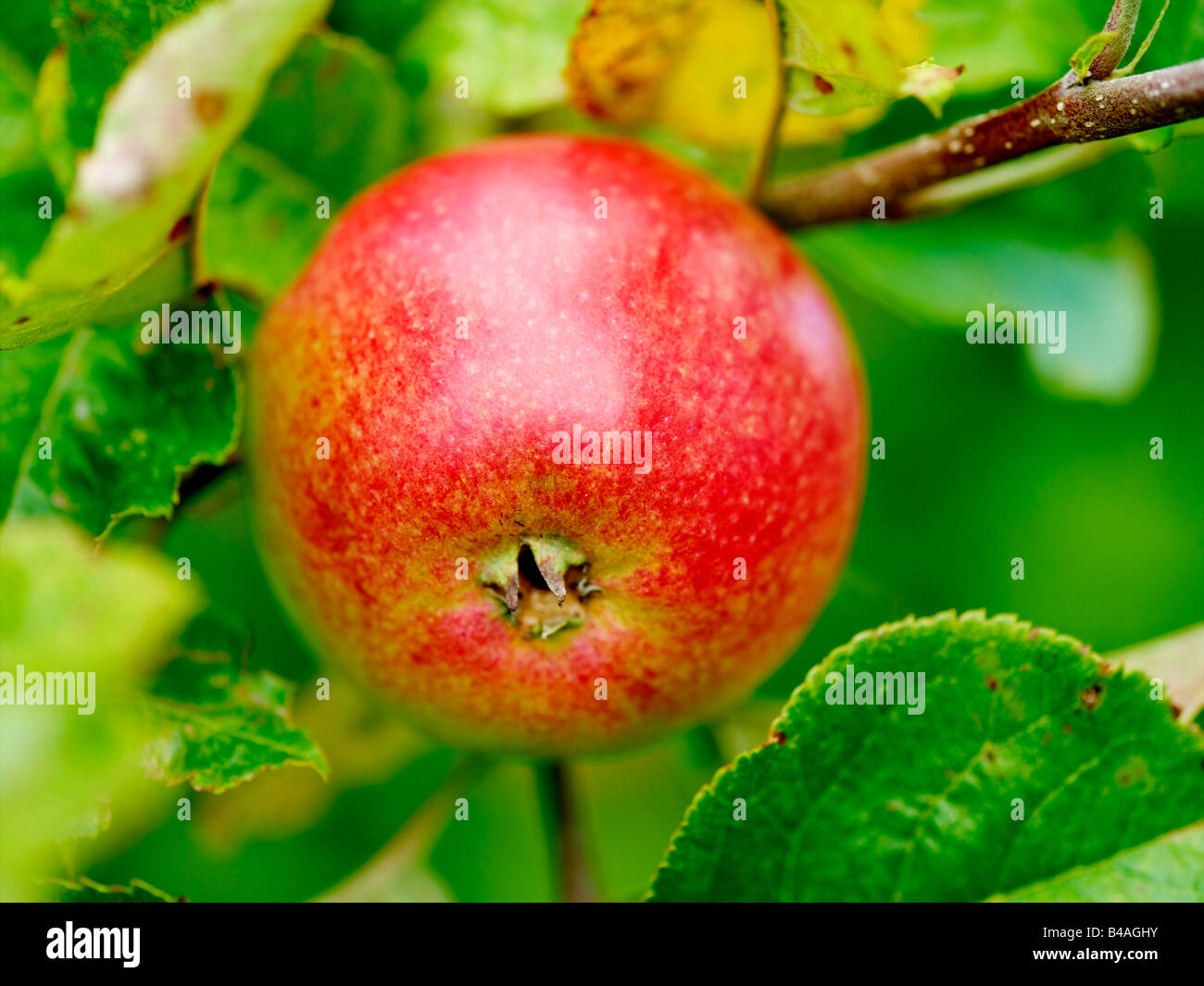 English Eating Apple Stock Photo Alamy