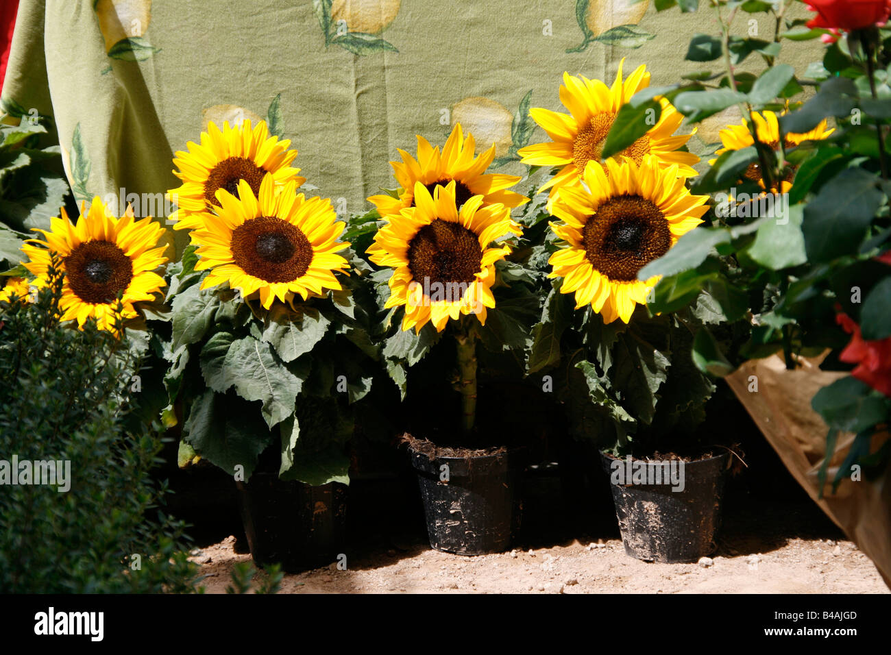 Sunflowers in pots hires stock photography and images Alamy