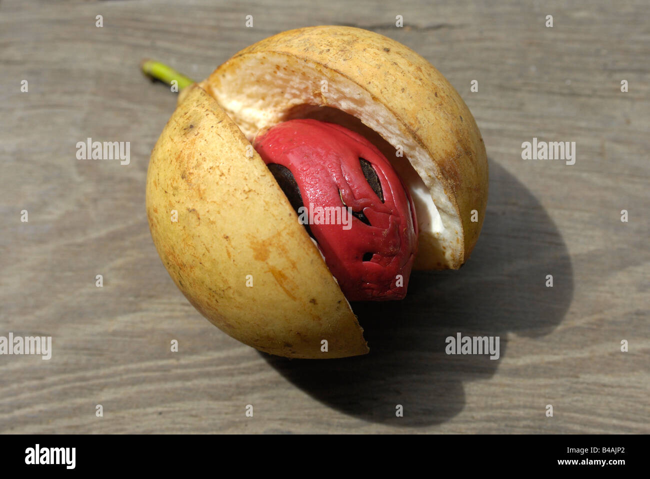 botany, Nutmeg (Myristica fragrans), nutmeg fruit, Additional-Rights-Clearance-Info-Not-Available Stock Photo