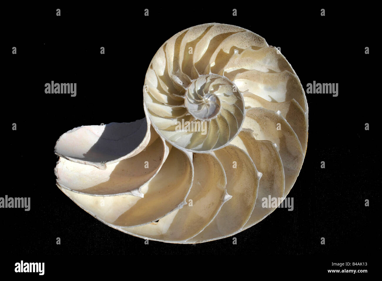 zoology / animals, mollusc, Chambered Nautilus, (Nautilus pompilius), detail, shell, profile, distribution: Western Pacific Ocean, Additional-Rights-Clearance-Info-Not-Available Stock Photo