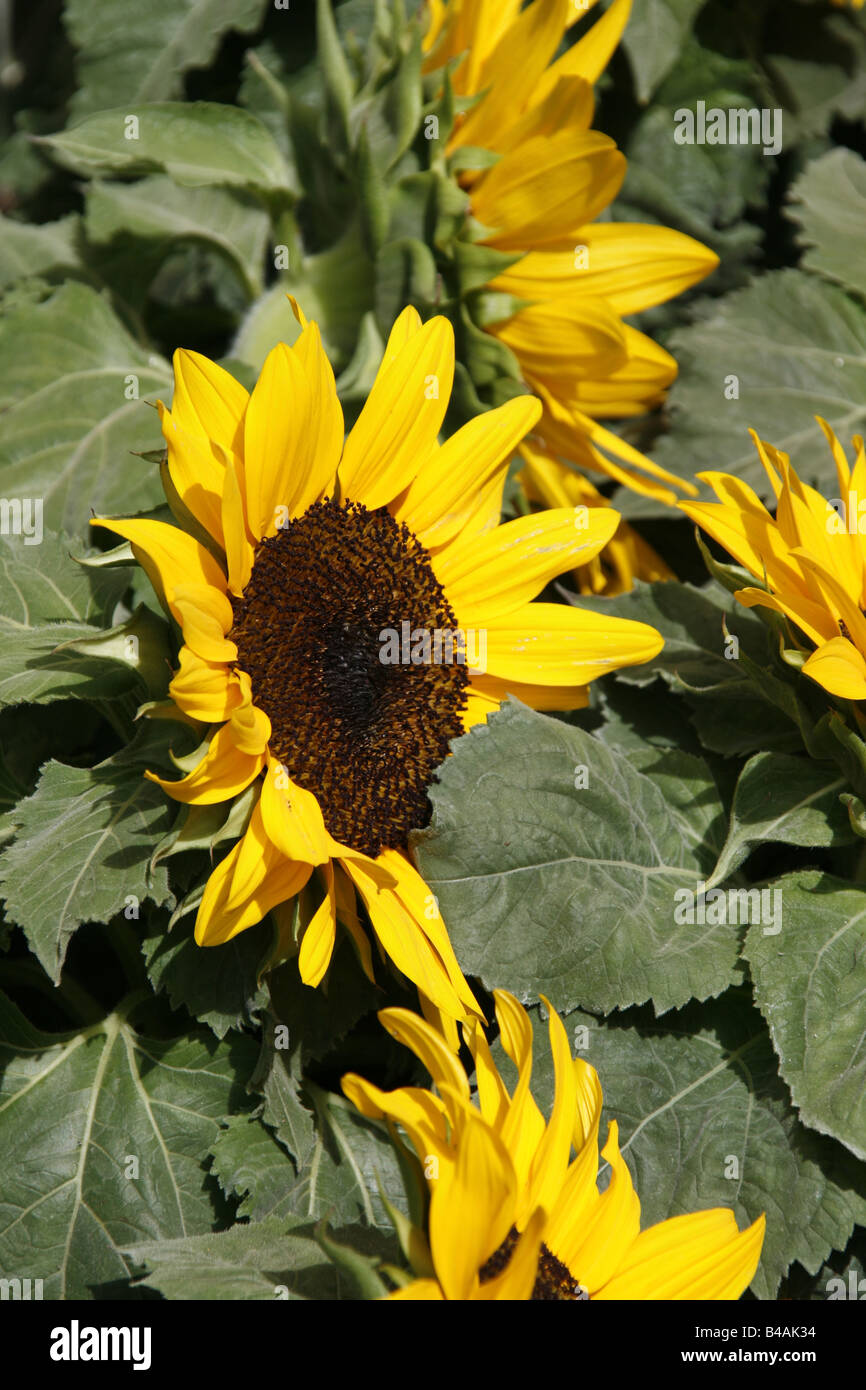 many yellow sunflowers in pots in sun in garden Stock Photo - Alamy