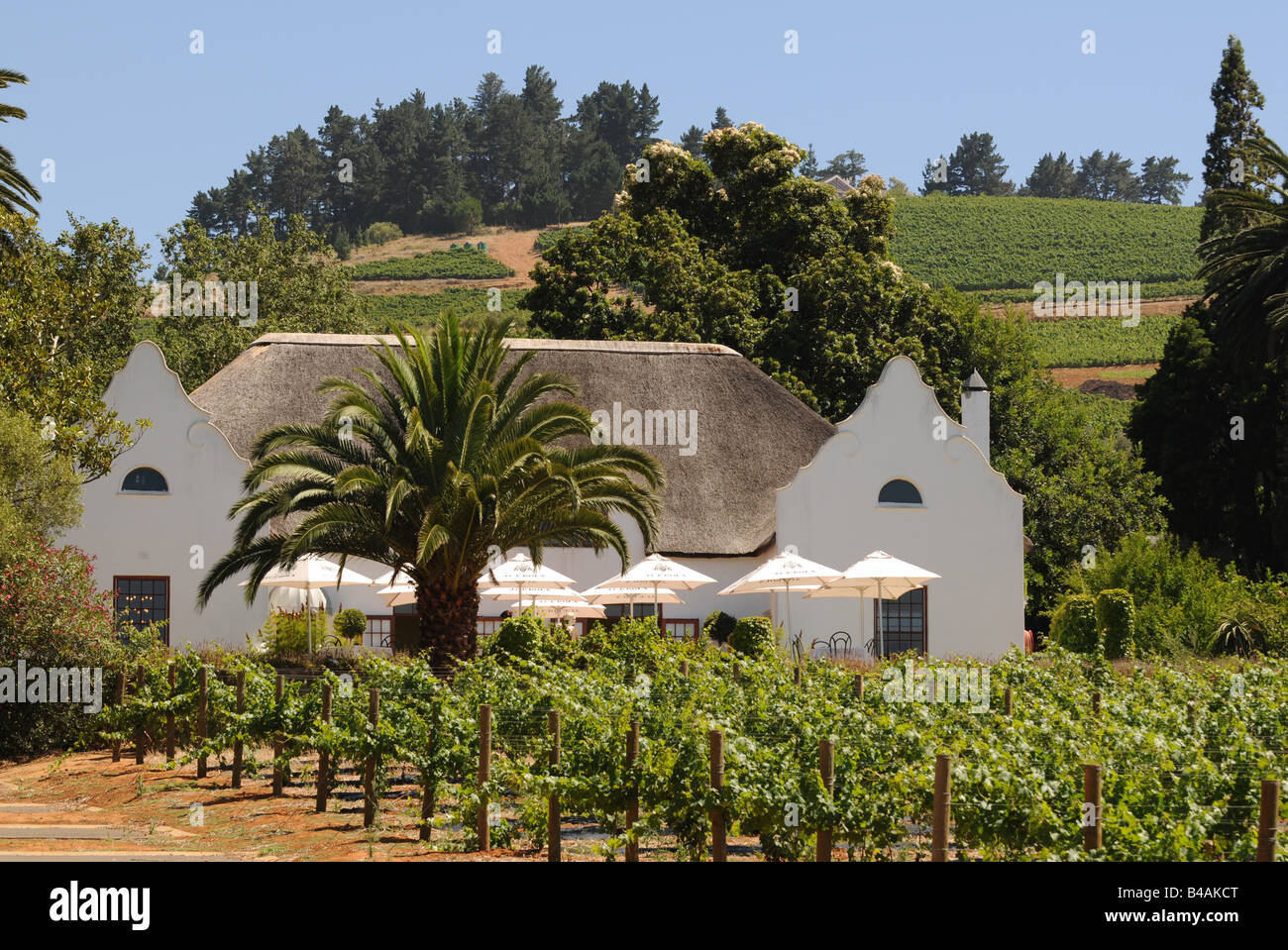 geography / travel, South Africa, Stellenbosch, vineyard with wine, wine-growing estate J. C. Le Roux, wine route near Cape Town, Additional-Rights-Clearance-Info-Not-Available Stock Photo