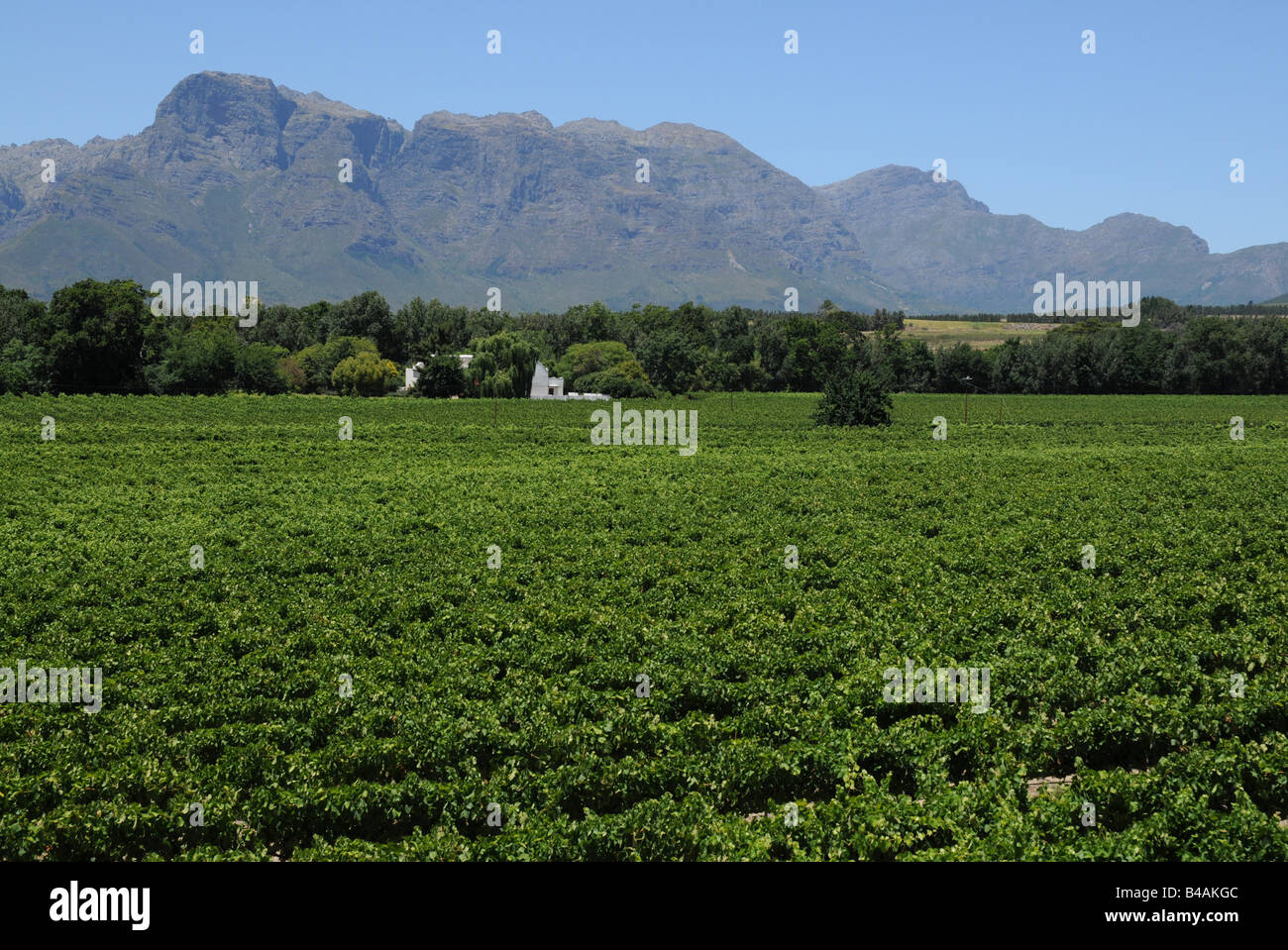 geography / travel, South Africa, landscapes, view from vineyard 'Vrede En Lust', Franschoek, wine-growing area near Cape Town, Additional-Rights-Clearance-Info-Not-Available Stock Photo