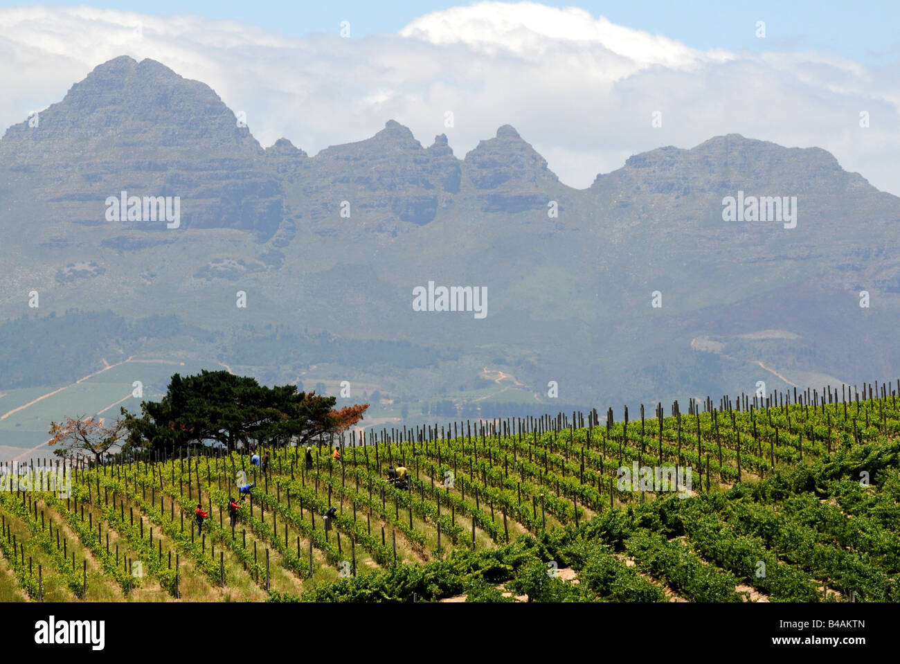 geography / travel, South Africa, landscapes, view towards vineyard with mountain range, wine-growing estate 'JORDAN', near Stellenbosch, wine-growing area near Cape Town, Additional-Rights-Clearance-Info-Not-Available Stock Photo