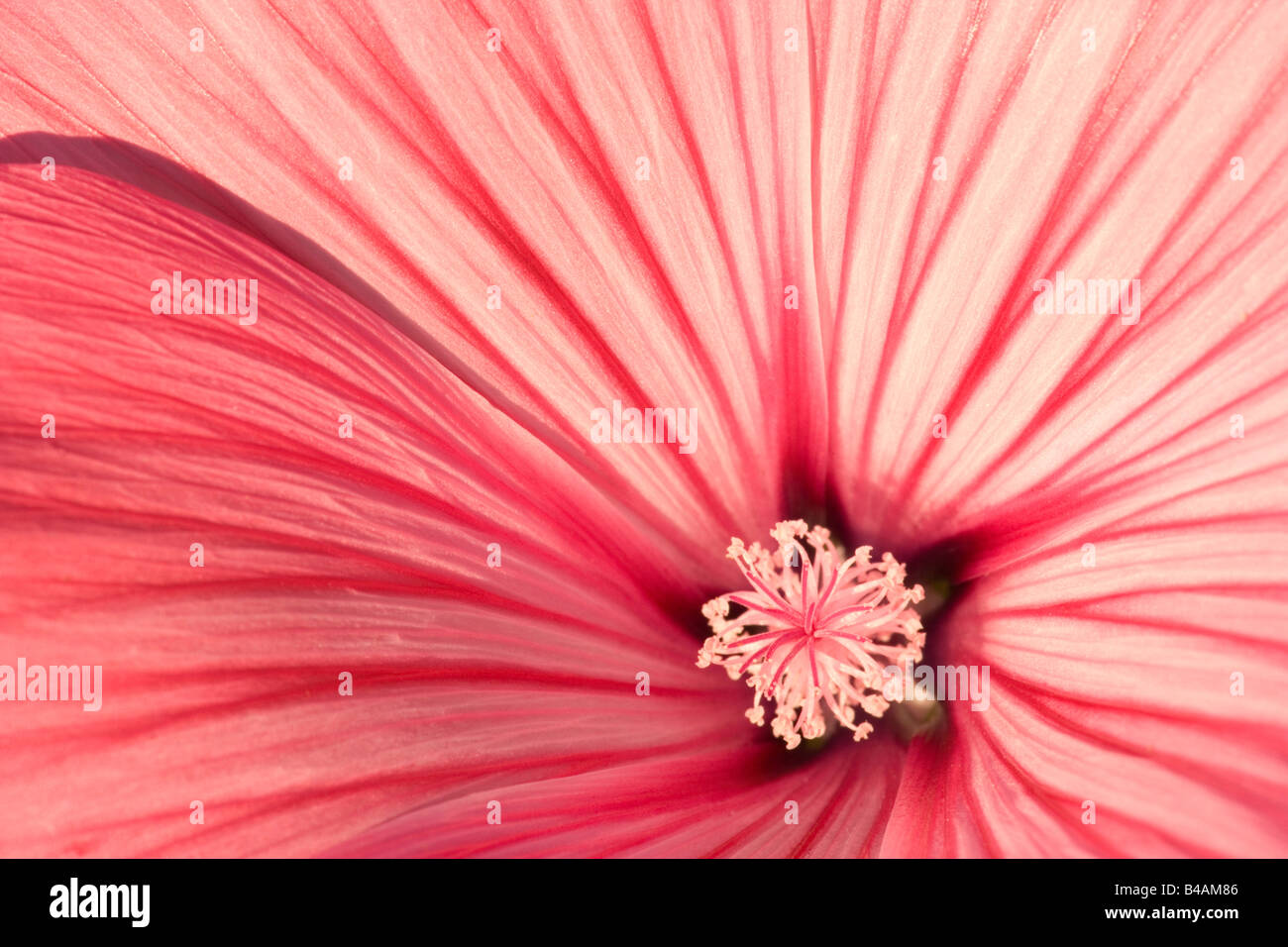 blossom detail of a pink coloured and striped Royal Mallow Germany Stock Photo