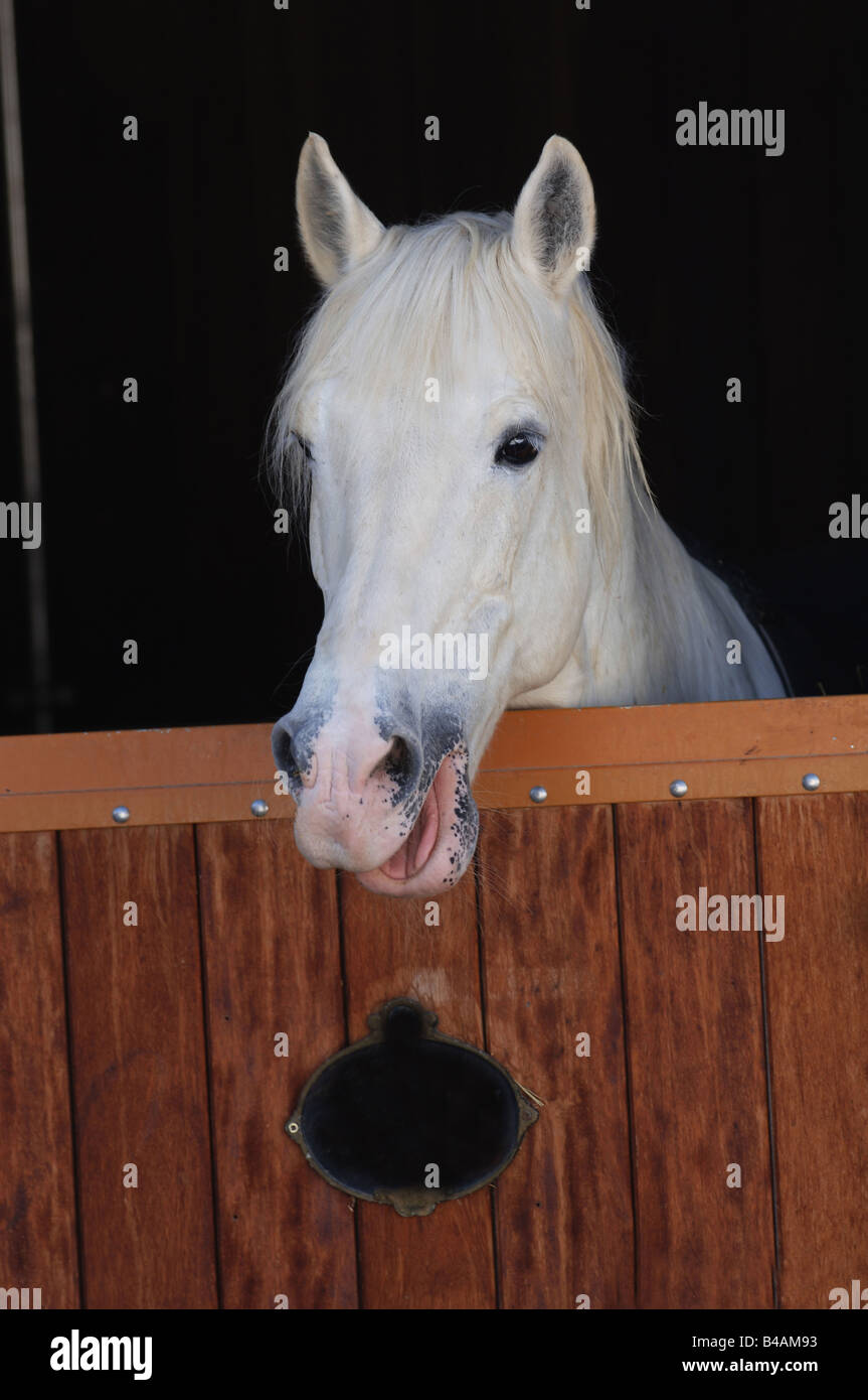 berber horse Stock Photo