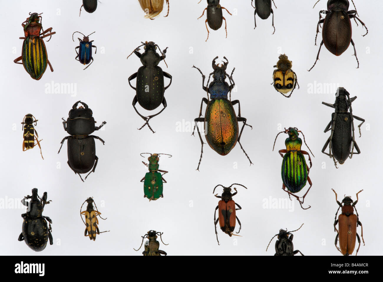 collection beetle in show case european types Germany europe insects death human animal Stock Photo