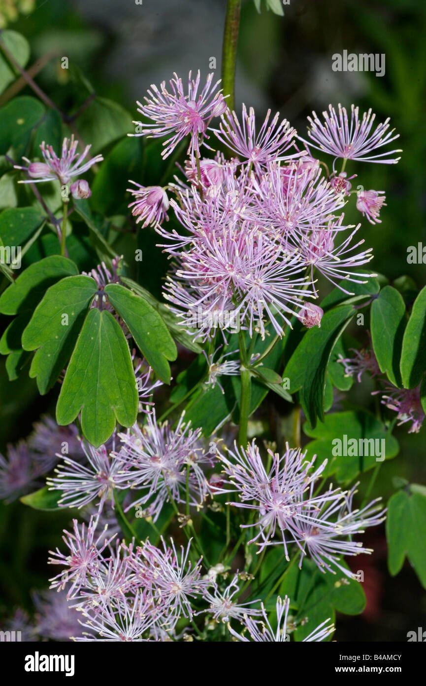 botany, Meadow-rue, (Thalictrum), Greater Meadow-rue, (Thalictrum aquilegifolium), blossom, leaves, Additional-Rights-Clearance-Info-Not-Available Stock Photo